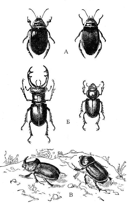 Какое развитие у жуков. Половой диморфизм Жук олень. Жук Рогач стадии развития. Цикл развития Жуков. Половой диморфизм Жуков оленей.