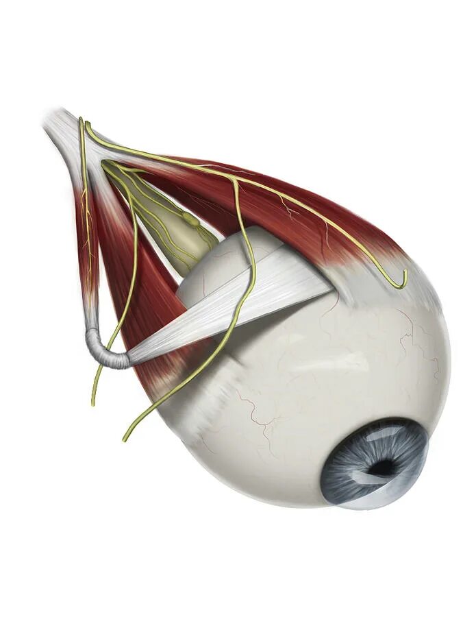 Ресничная мышца глаза функции. Мышцы хрусталика глаза анатомия. Мышцы глазного яблока анатомия. Цилиарные мышцы глаза. Экстраокулярные мышцы глаза.