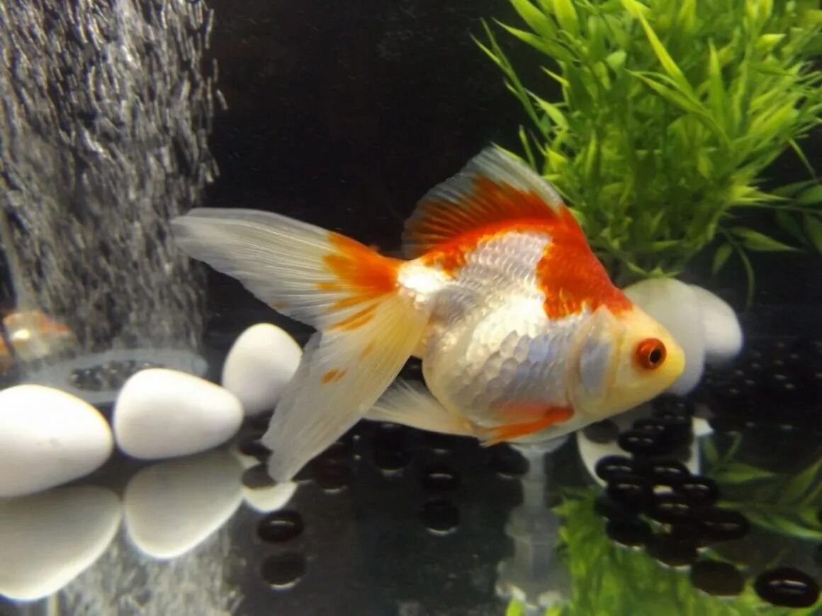 Золотая рыбка риукин фото Риукин трехцветный короткохвостый (Goldfish Ryukin tricolour short tai)