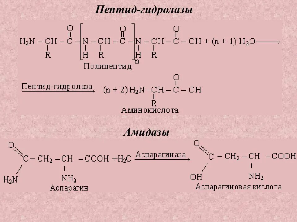 Гидролизу подвергаются полипептиды. Схема активации пептидгидролазы. Гидролазы катализируют реакции. Схема реакции гидролазы. Гидролазы Тип катализируемой реакции.