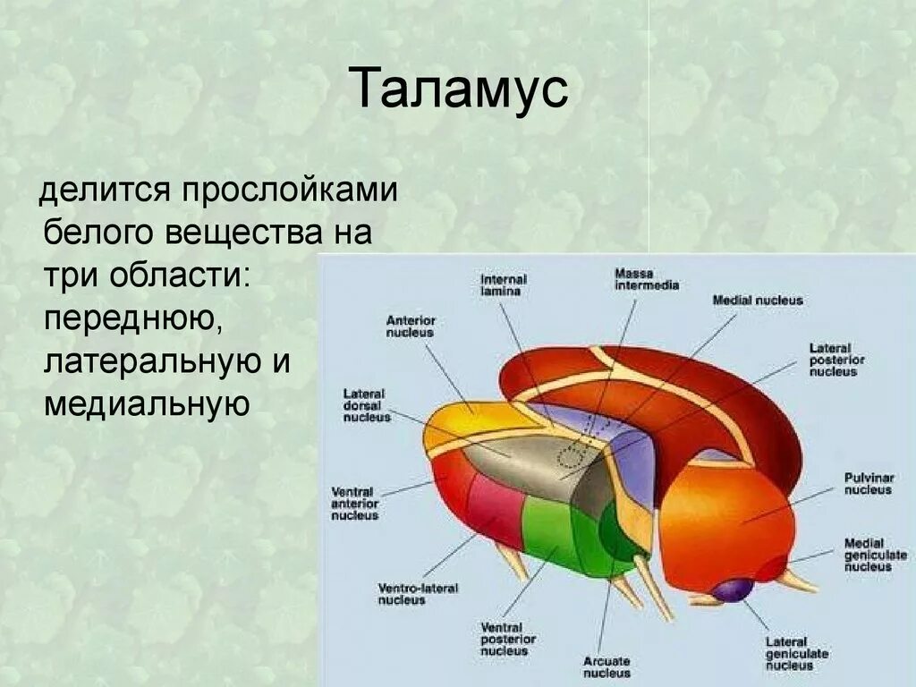 Каковы функции таламуса. Строение таламуса анатомия ядра. Внутреннее строение таламуса анатомия. Ядра таламуса схема анатомия. Промежуточный мозг таламус строение.