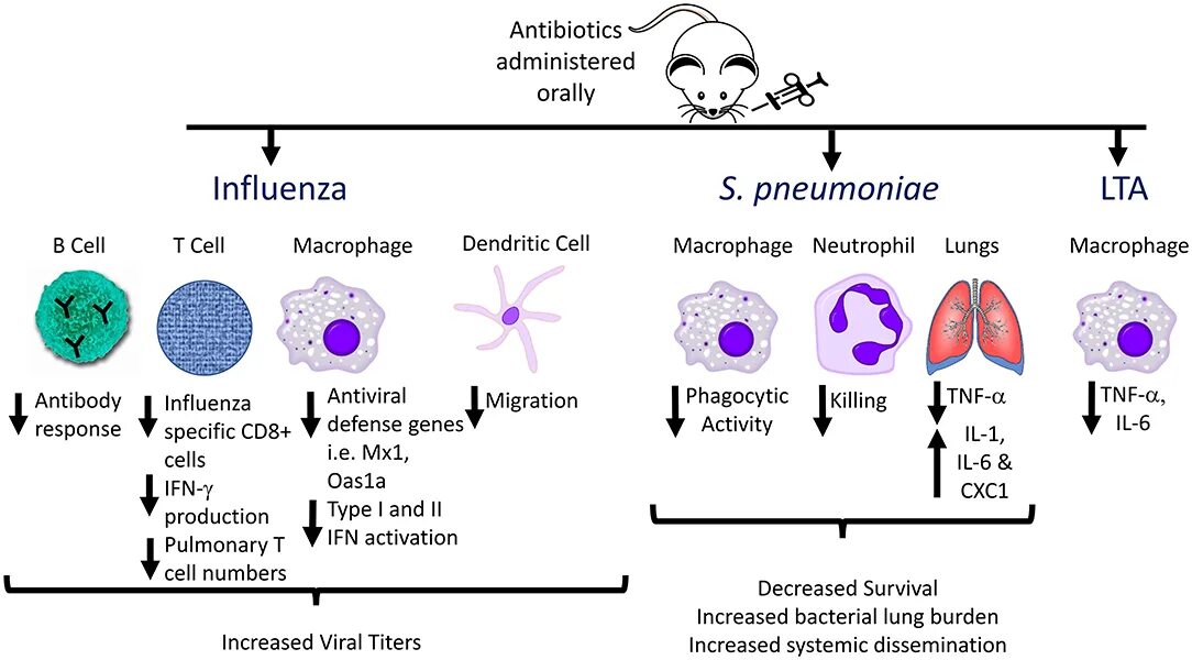 Respiratory virus. Bacterial pneumonia classification. Streptococcus pneumoniae иммуноэлектрофорез. Chlamydophila pneumoniae экзоферменты.