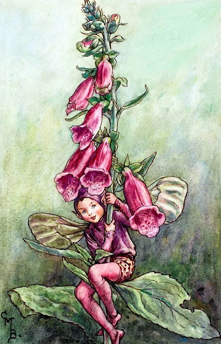 Эльф розового куста