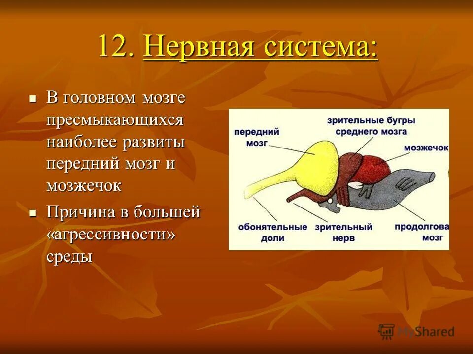 Особенности мозга пресмыкающихся