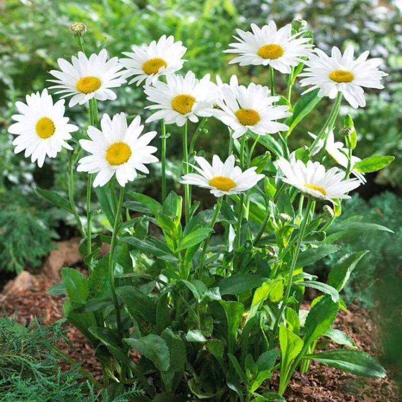 Нивяник великолепный фиона гогхилл. Нивяник sweet daisy. Ромашка садовая нивяник. Ромашка садовая нивяник. Цветок ромашки садовой.