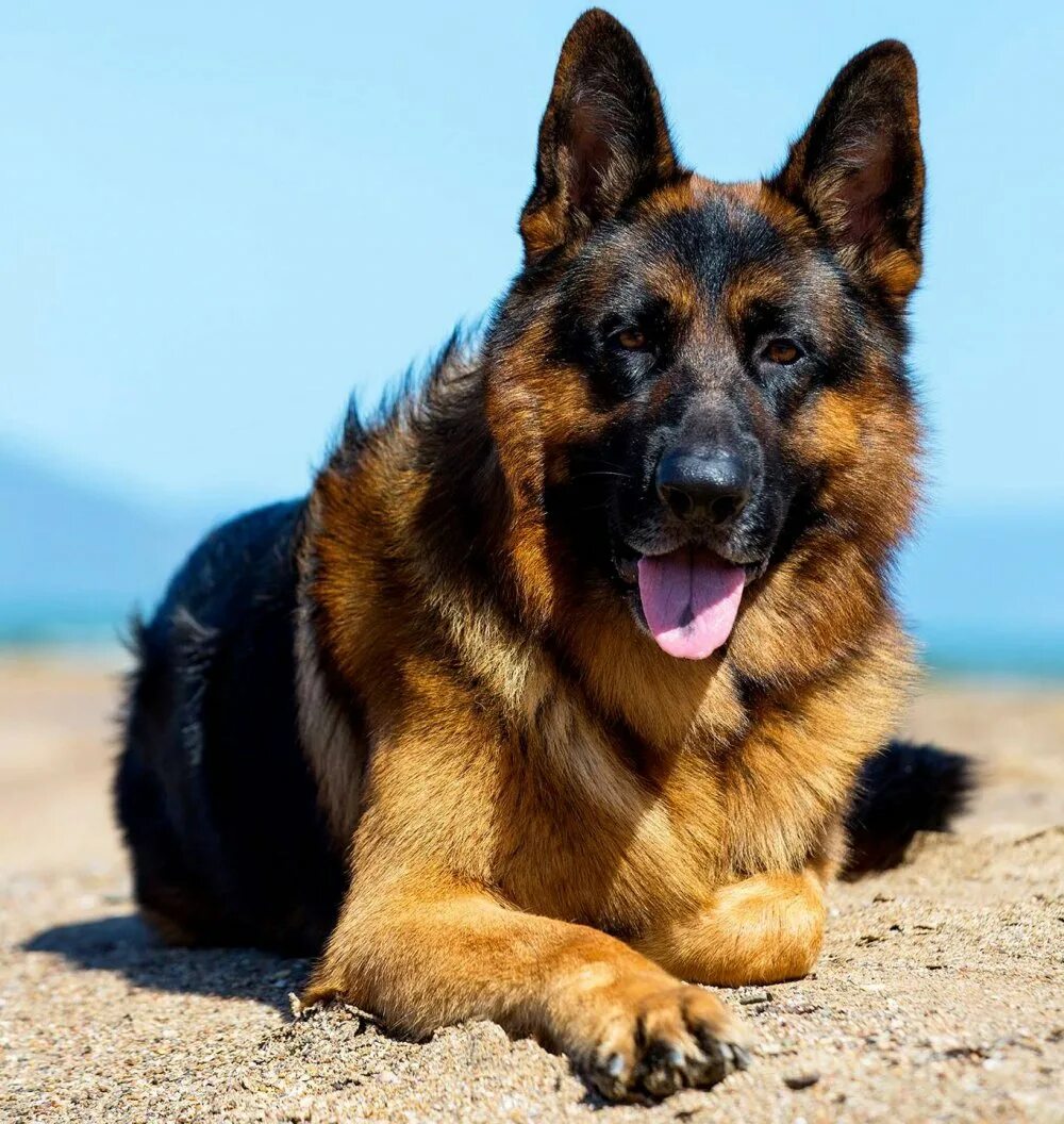 Собаки породы овчарка немецкая овчарка. Сомага немецкая овчарка щенок. Овчарка дауфмана. German shepherd немецкая овчарка. Немецкая овчарка староверная.