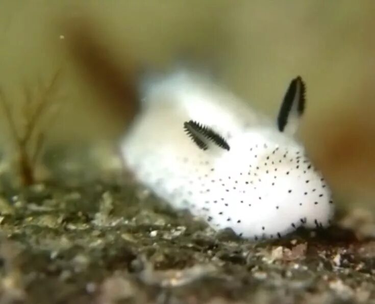 Jorunna parva Babosa de mar, Animales raros y Tipos de animales