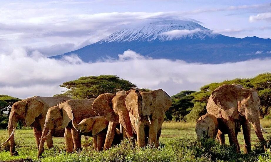 Африка самый высокий. Танзания сафари Килиманджаро. Танзания сафари парк Килиманджаро. Килиманджаро национальный парк Серенгети. Национальный парк Килиманджаро в Танзании сафари.