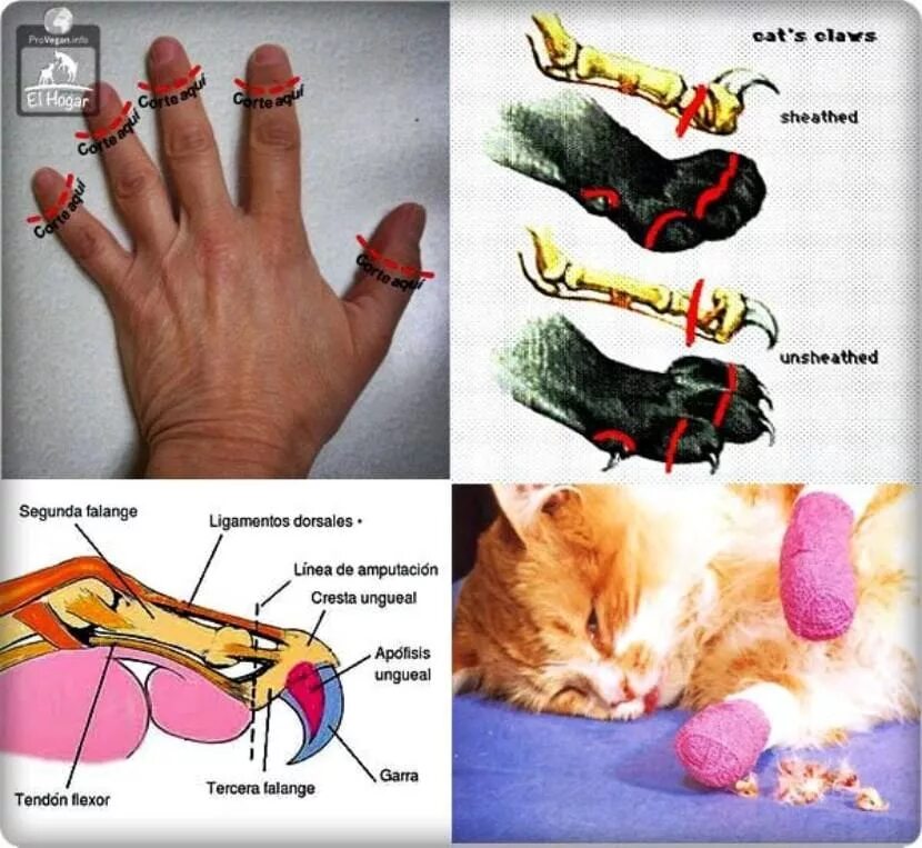Можно коту удалить когти