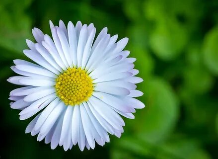 Download mobile wallpaper Flowers, Flower, Close Up, Earth, Bokeh, Daisy, W...