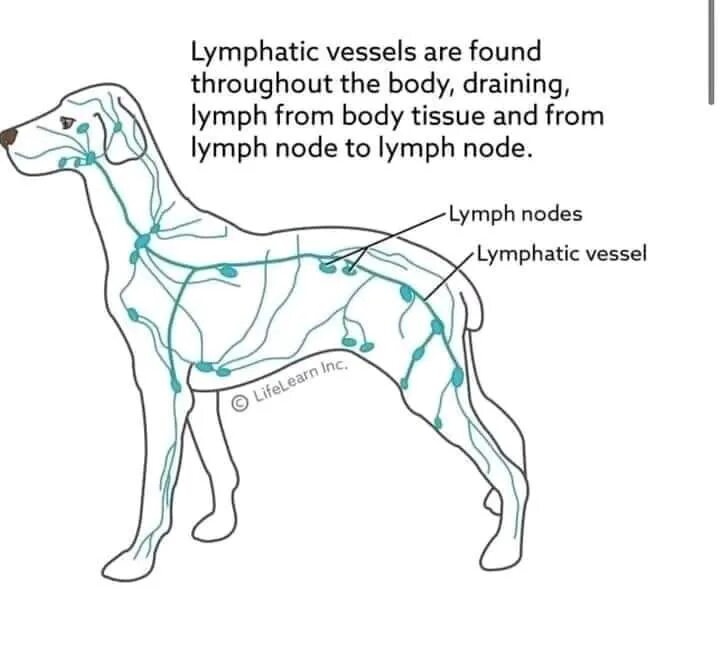 Лимфатическая система собаки схема. Расположение лимфоузлов у собаки схема. Анатомия собаки лимфатическая система. Лимфатические узлы у собаки расположение. Увеличены лимфоузлы у собаки