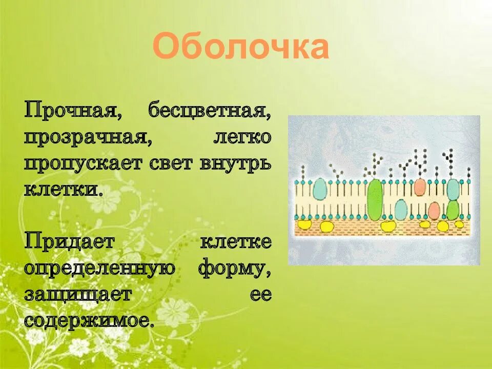 Что придает клетке форму. Придает клетке определенную форму. Придает клетке определенную форму. Мацерация растений. Что придает форму и защищает содержимое клетки.