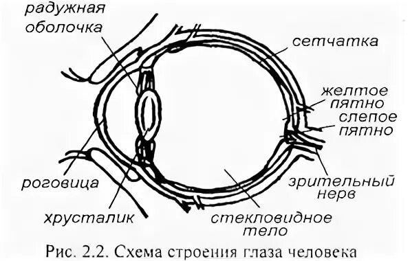 Слепое пятно расположено в месте где. Строение глаза слепое пятно. Строение глаза. Строение глаза человека слепое пятно. Слепое и желтое пятно сетчатки.