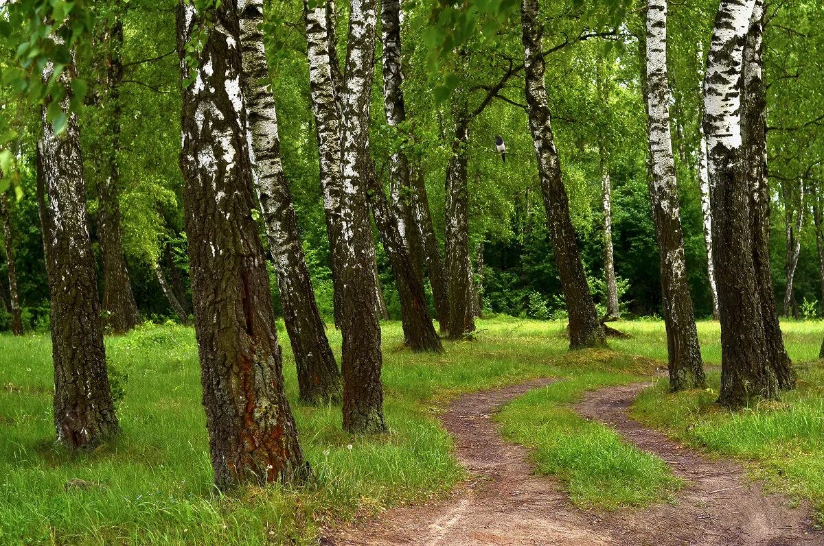 Береза жизнь дерева. Среда обитания березы. Береза Белобокая фото.