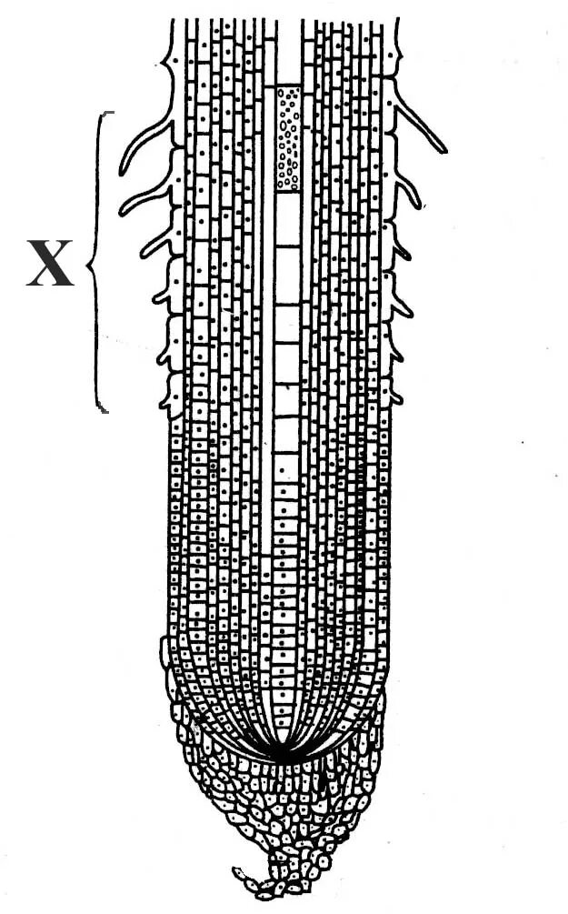 Зоны корня. Зоны молодого корня. Разрез молодого корня. Изображение продольного разреза молодого корня.