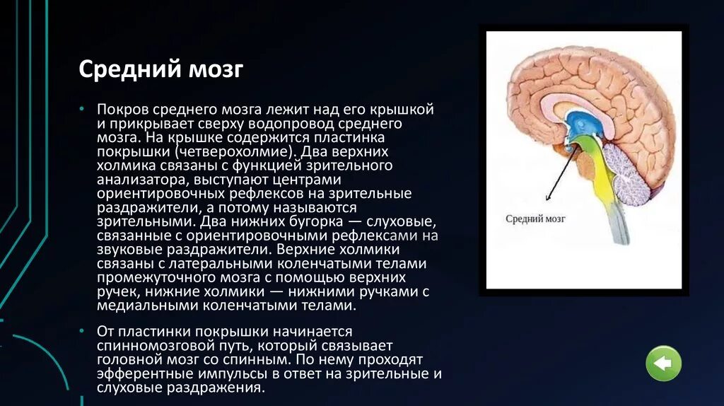 Средний мозг. Покрышка среднего мозга. Средний мозг покрышка. Средний мозг строение.