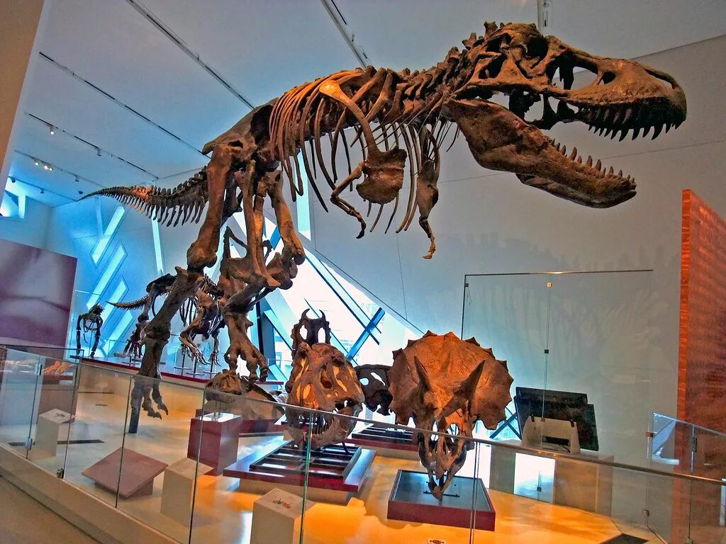 Cabinet of Curiosities - Grant Museum of Zoology London museums, Museum, New yor