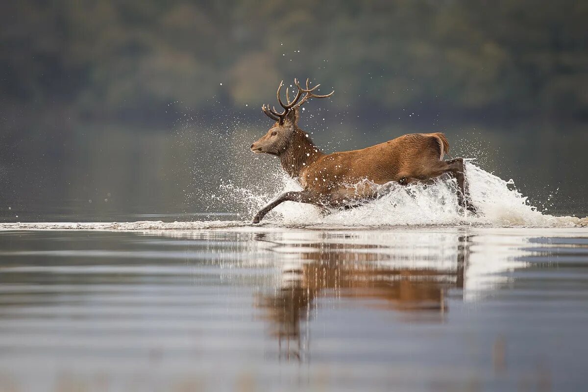 Олень в воде. Олень в воде. Олень в воде. Животный мир карелии. Олень в прыжке.