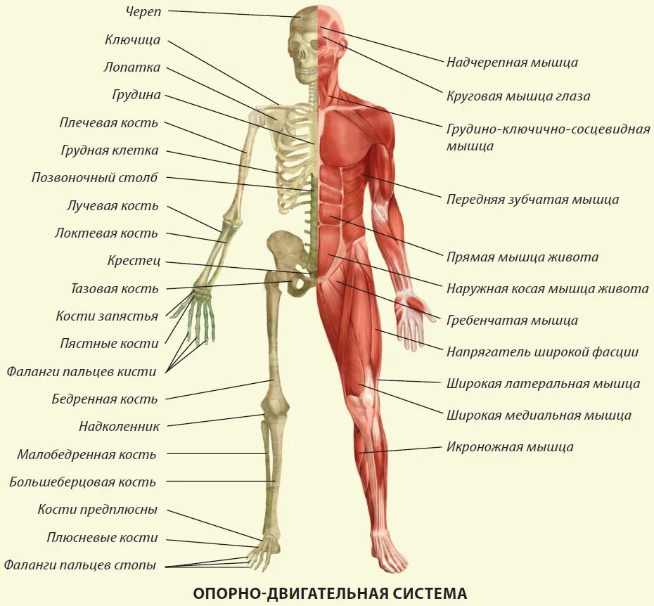 Мышцы и суставы. Опорно двигательная система скелет человека анатомия. Анатомия: опорно-двигательная система (мышцы). Анатомия человека скелет и мышцы. Опорно двигательная система скелет и мышцы.