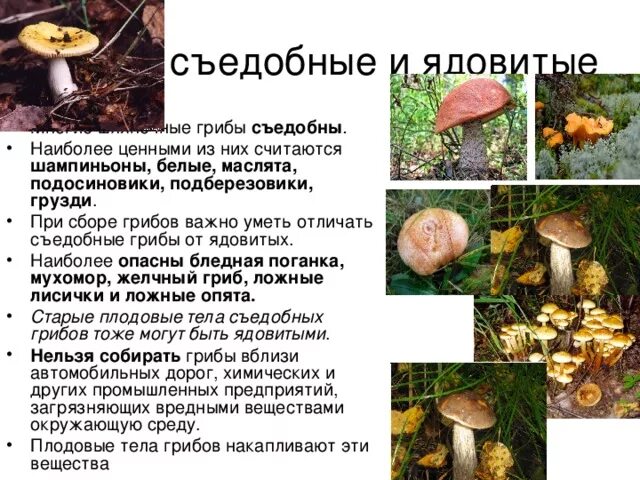 Признаки отличия съедобных грибов от ядовитых. Различия съедобных и несъедобных грибов. Таблица съедобных и ядовитых грибов. Отличие съедобных грибов от несъедобных.