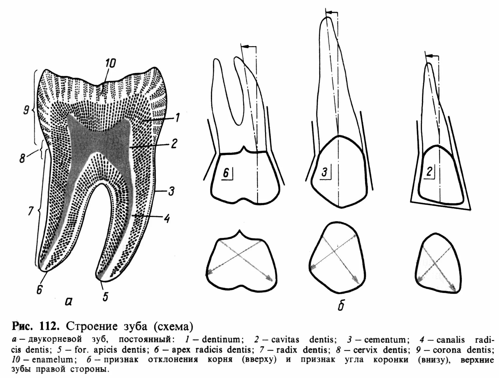 Строение зуба верхний моляр. Премоляр схема. Зуб 3.6 анатомия коронки. Схема анатомического строения зуба.
