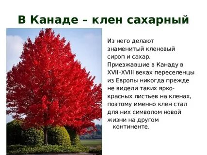 Клен имеет для канадцев особое значение текст