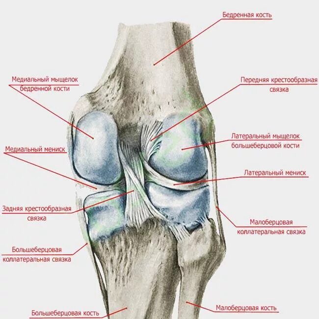 Отек медиального мыщелка. Анатомия коленного сустава кости. Коленный сустав анатомия вид сбоку. Латеральный мыщелок большеберцовой кости кости. Суставная поверхность мыщелков бедренной кости.