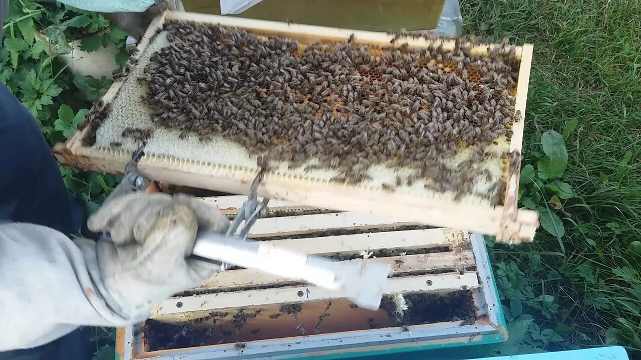 Весенние отводки пчел. Сделать отводок видео. Пестрый расплод у пчел. Пчелиные отводки. Маточник пчелиный свищевой.