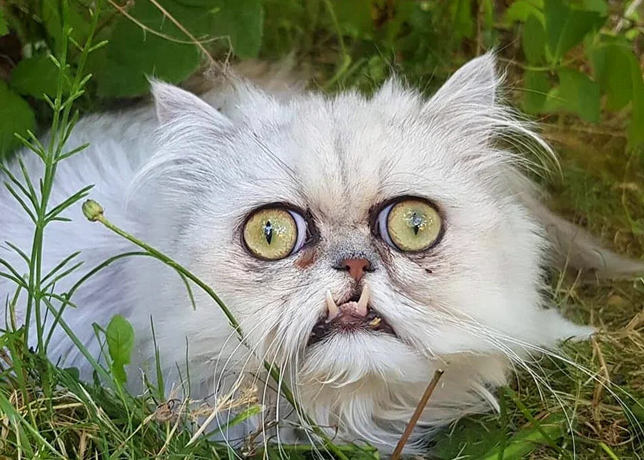 покажи страшных котиков