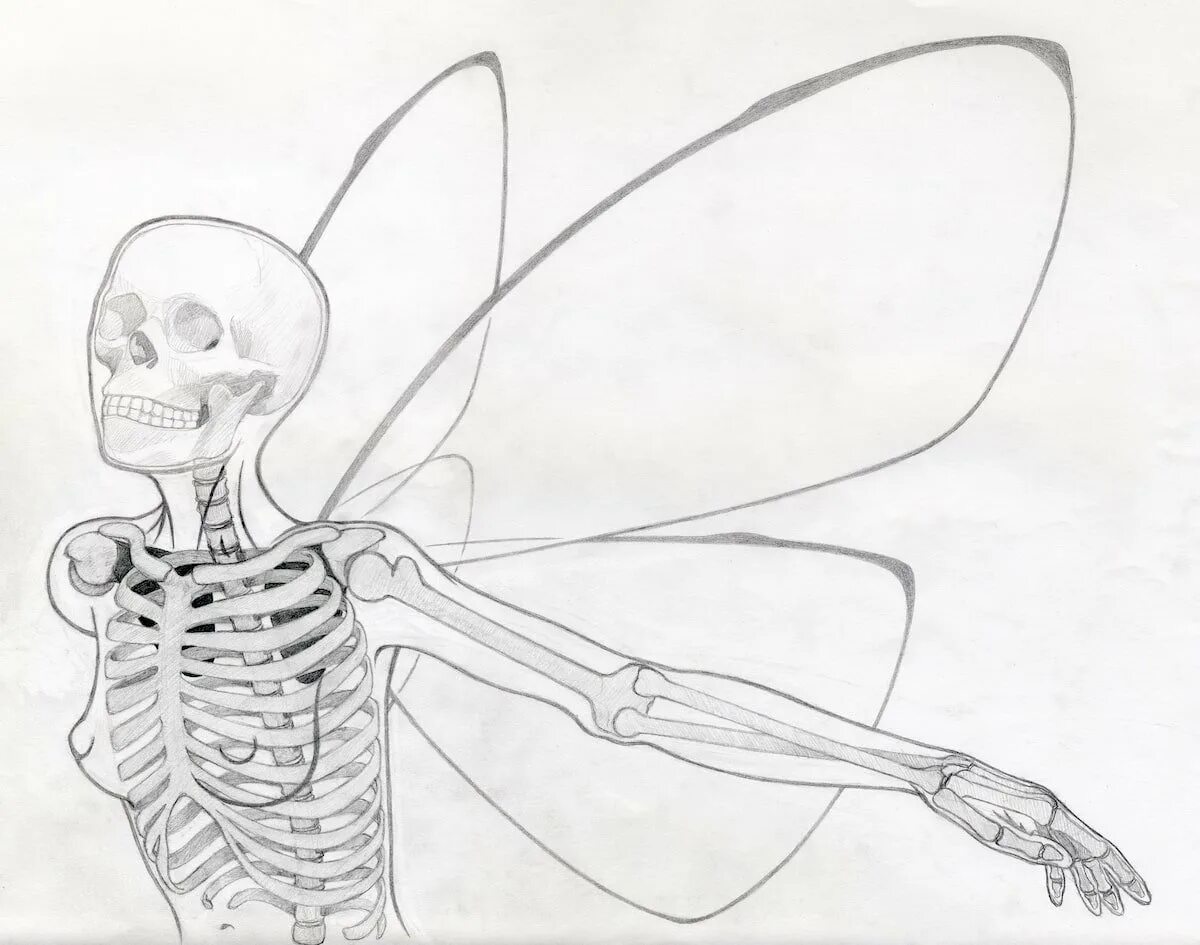 Скелет рисунок карандашом. Анатомия карандашом. Поэтапное рисование скелета. Рисунок скелета человека карандашом для срисовки. Как рисовать скелет