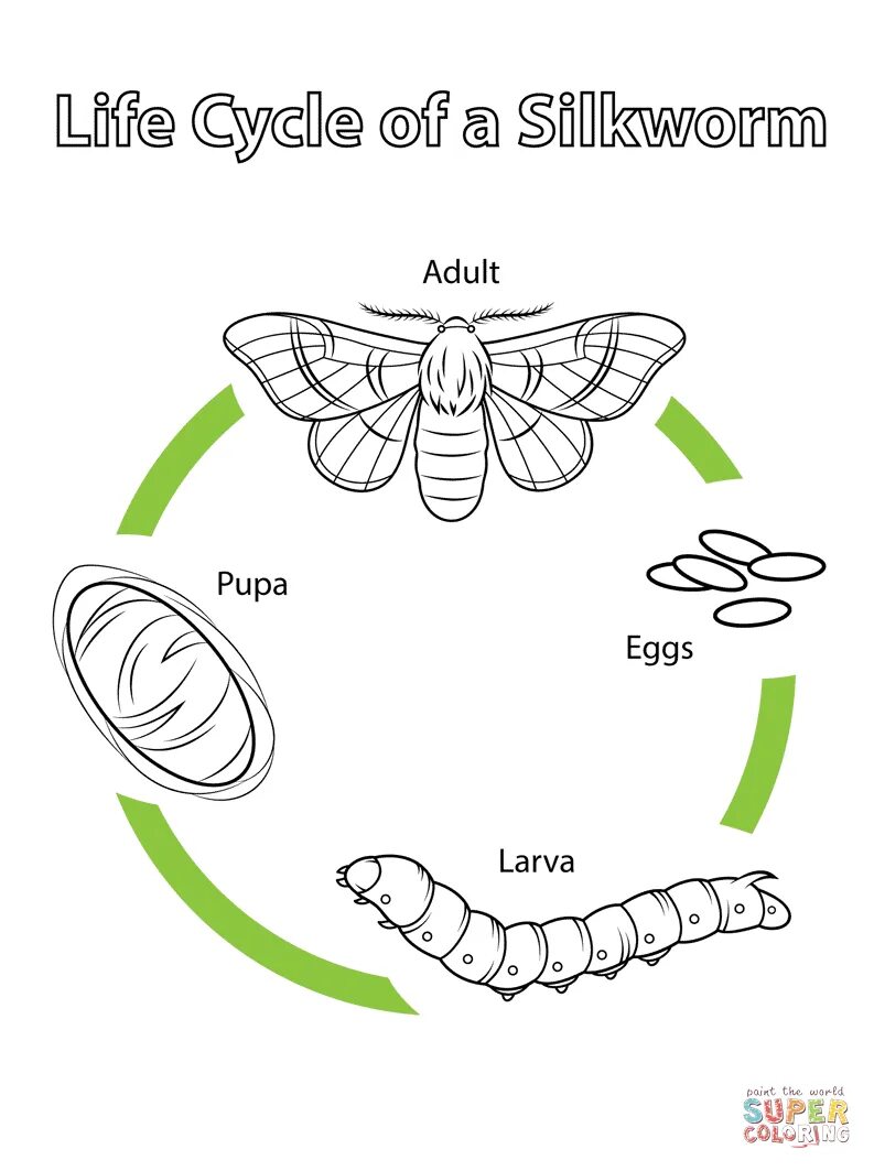Какое развитие у шелкопряда. Тутовый шелкопряд бабочка. Жизненный цикл тутового шелкопряда. Цикл развития бабочки схема. Развитие тутового шелкопряда в картинках.