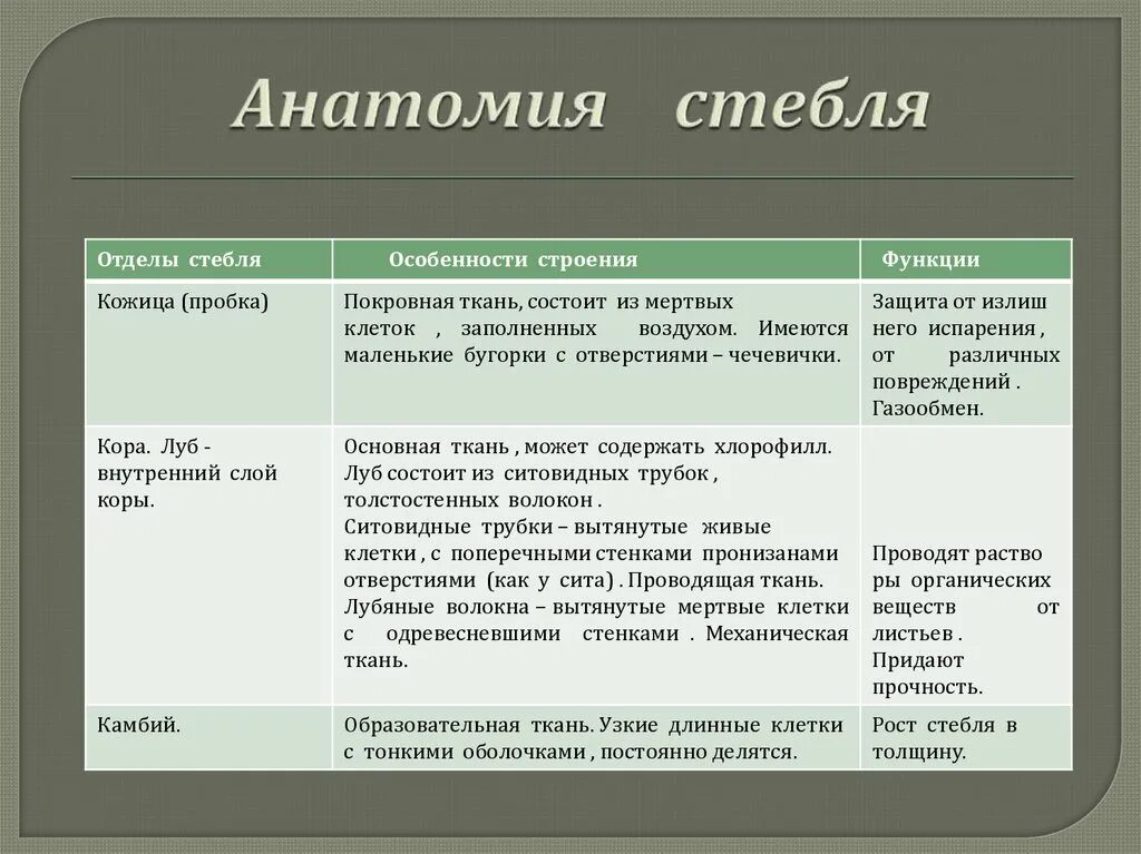Из чего состоит кожица и пробка