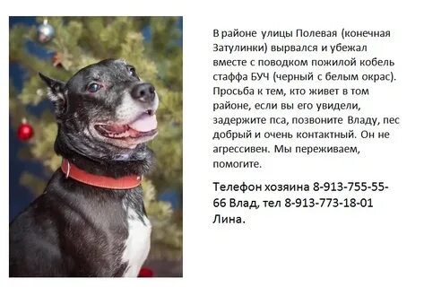 Нам до собак еще расти чтоб вровень