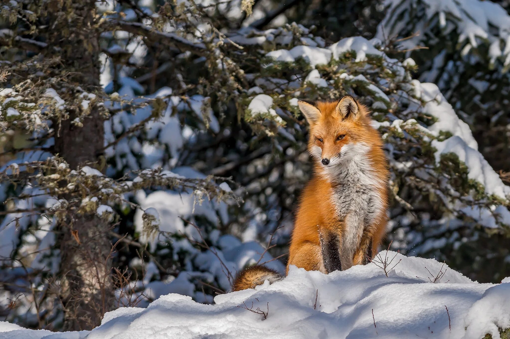 как зимуют животные. жизнь зверей зимой в лесу. лесная куница сибирь. жизнь зверей зимой в лесу. дикие животные зимой.