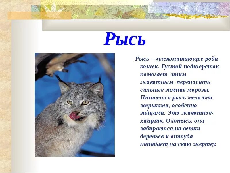 Два интересных факта о животном лесных зон. Интересные факты о лесных животных. факты о животных лесных зон. интересные факты о рыси. доклад про рысь.