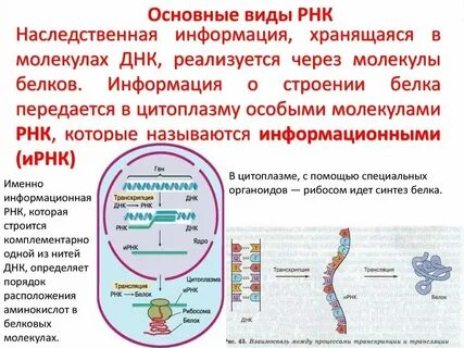 Цитоплазма передает наследственную информацию