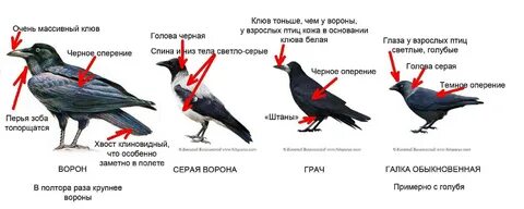 Ворон и сорока разница