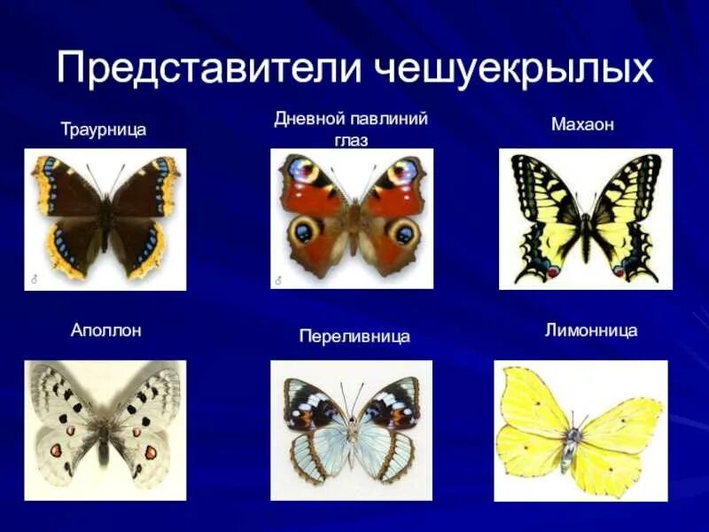 К кому относится бабочка. Чешуекрылые бабочки представители. К кому относится бабочка. Бабочка к какой группе животных относится. К кому относится бабочка.