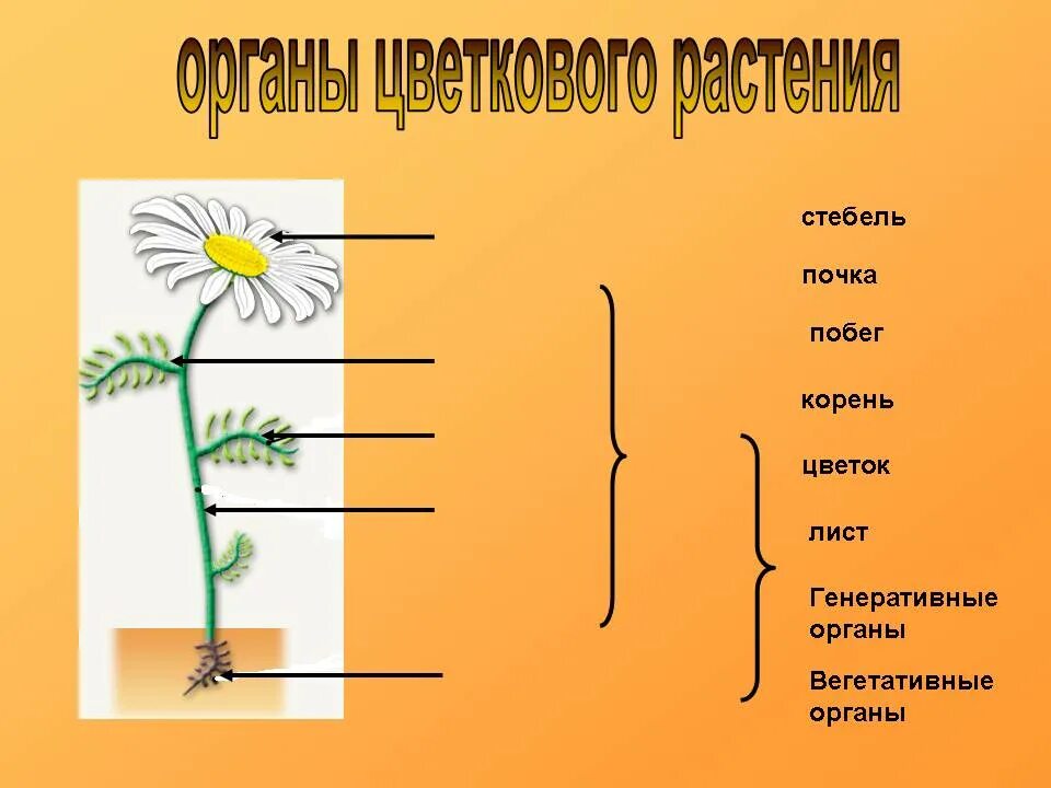 Строение растения рисунок с подписями. Строение ромашки. Ромашка части растения. Ромашка строение растения. Органы цветкового растения Ромашка.