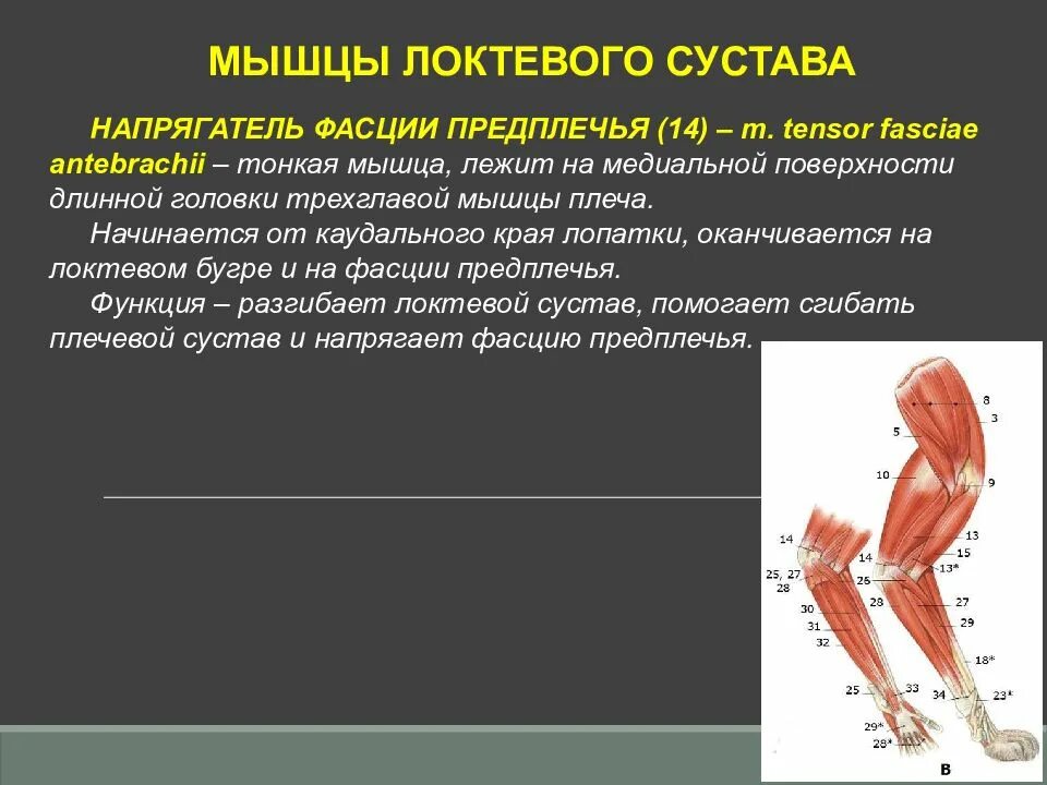 Мышцы грудной конечности крупного рогатого скота. Мышцы грудной конечности лошади. Мышцы грудной конечности лошади с латеральной и медиальной. Мускулатура грудной конечности крс. Коракоидно плечевая мышца собаки.