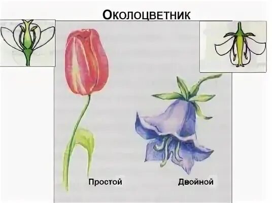 Цветок орган семенного размножения впр. Цветок орган семенного размножения впр