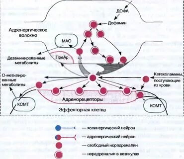 Локализация механизм