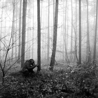 Up forest