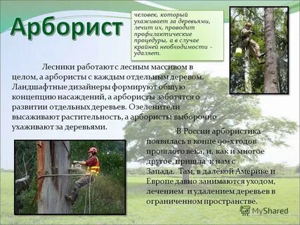Каких работа дерева