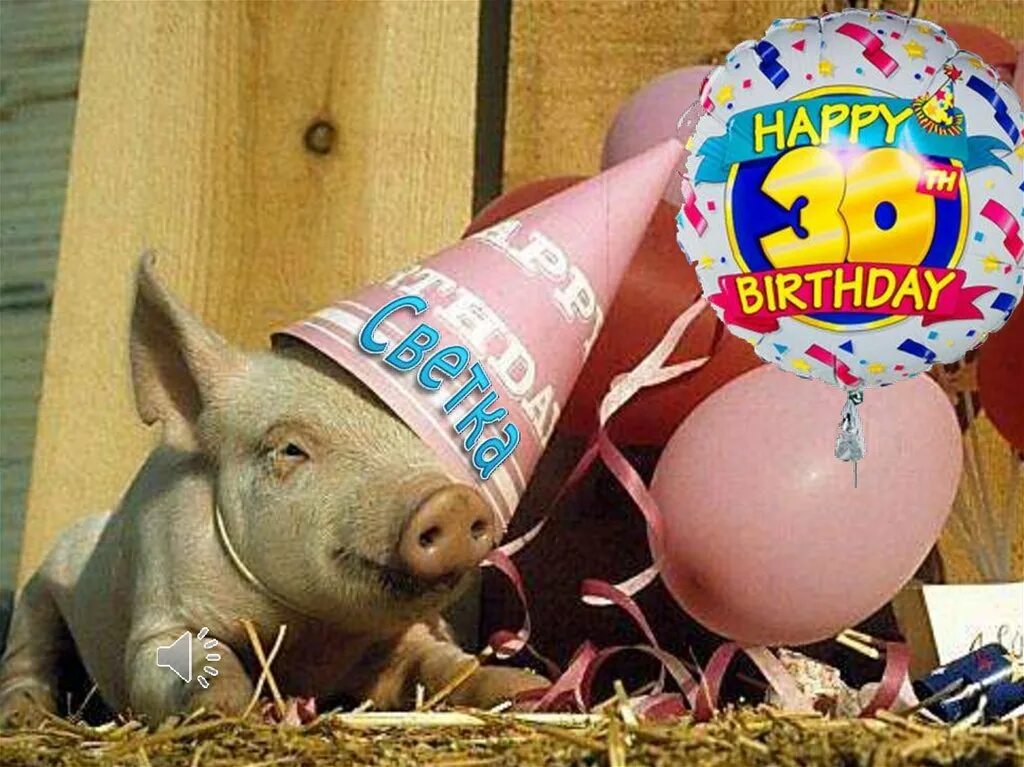 Днем рождения свинка. С днем рождения поросенок. Свинья в праздничном колпачке. Открытки с хрюшками с днем рождения. С днём рождения с поросёнкои.