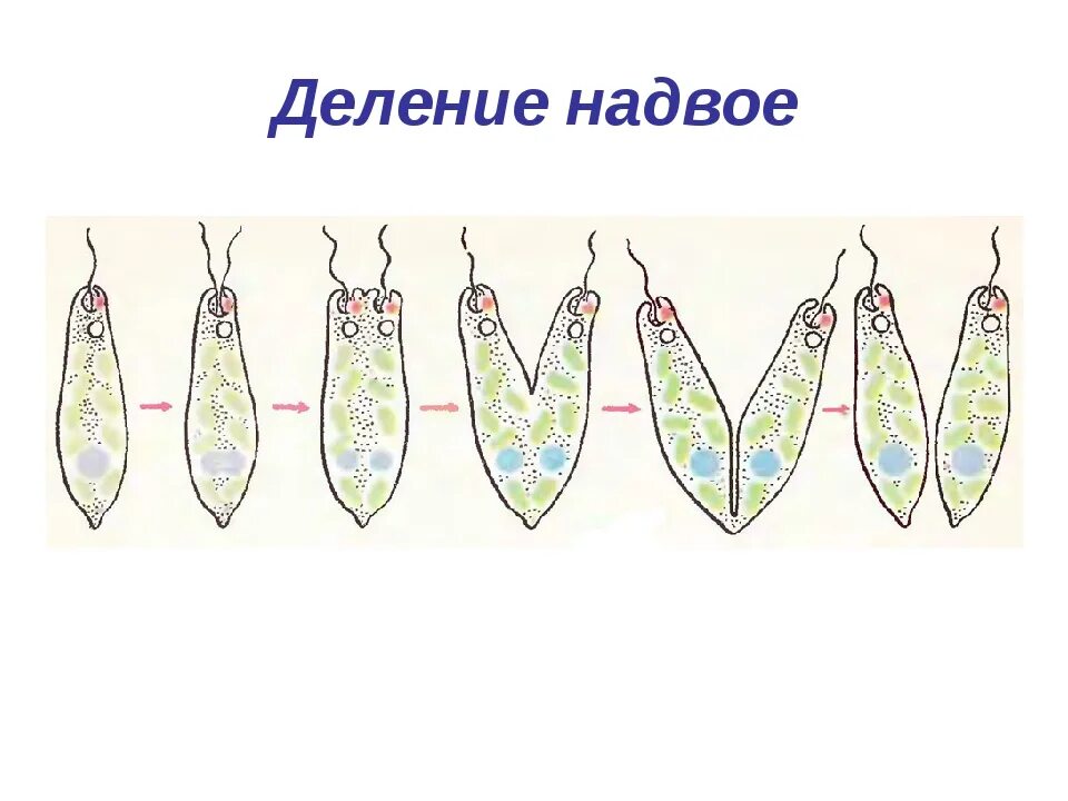 Бесполое размножение деление. Бесполое размножение деление клетки. Бинарное деление бесполое размножение. Размножается путем деления