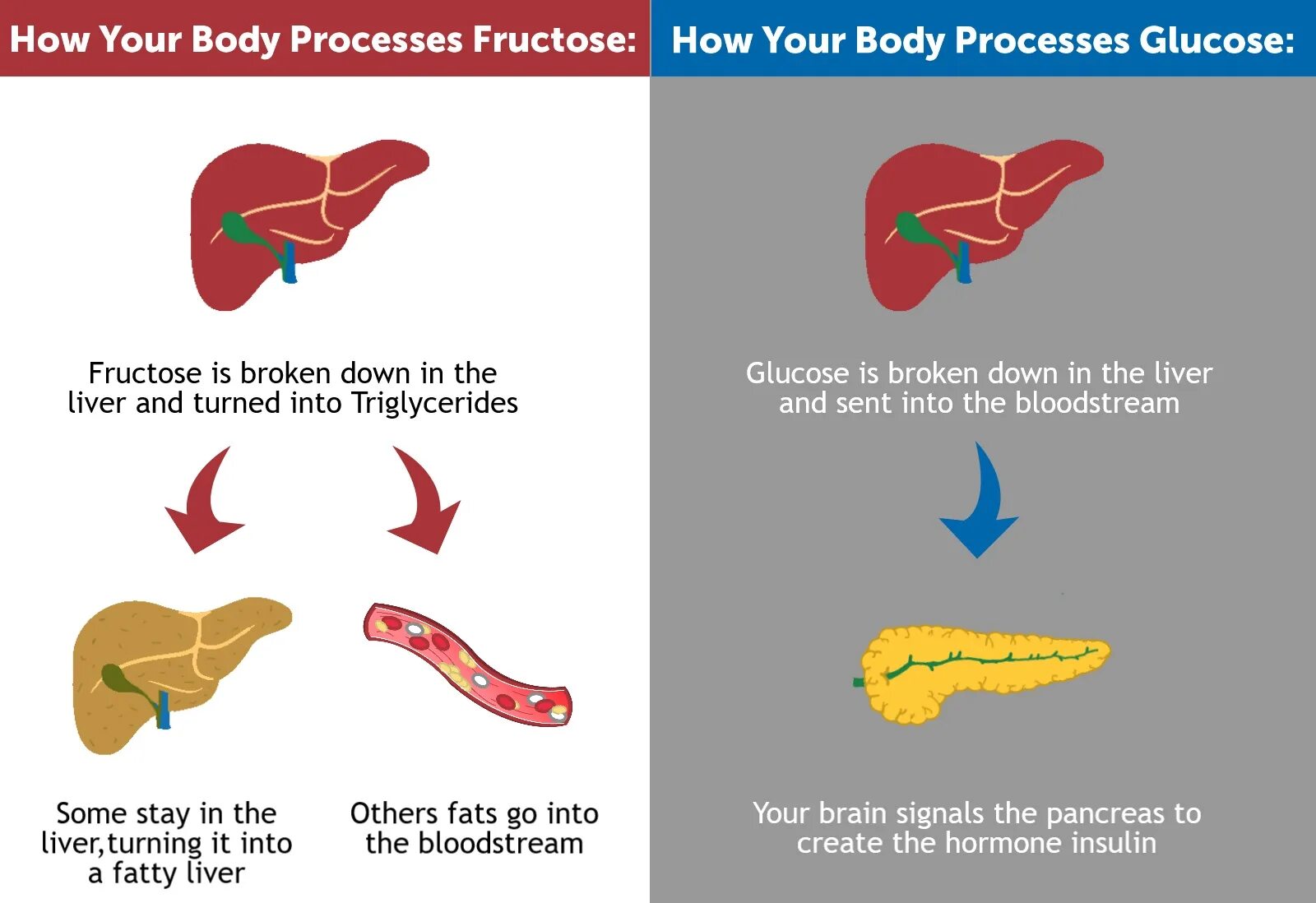 Lamina позвонок. Мтвсс картинки. Linea vertebralis. How lead affects the body. Access consciousness.