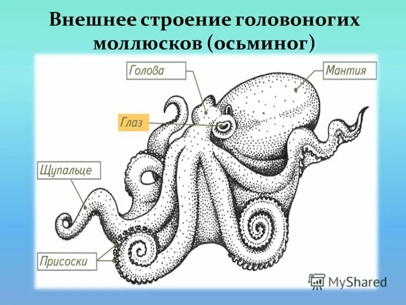 Головоногий рисунок. Головоногие моллюски внешнее строение. Класс головоногие моллюски строение. Головоногие моллюски внутреннее строение. Наружное строение головоногих моллюсков.