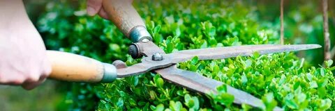 Cut down plant