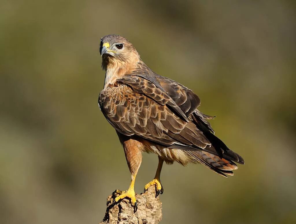 Степной Орел курганник. Курганник (Buteo rufinus). Курганник Ястребиные. Канюк курганник. Ястребообразные